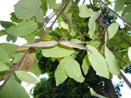 Image result for Mascarenhasia