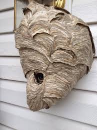 Pictures Of A Hornets Nest On Animal Picture Society Hornets Nest Bald Face Hornet