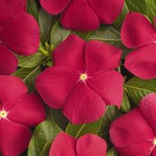 What shade ground covers are deer resistant? Flowering Vinca Also Shade Loving Deer Resistant Flowers Deer Resistant Plants Spring Plants