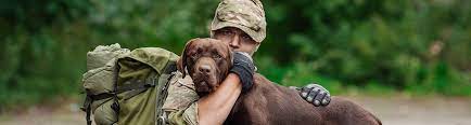 Service Dogs For Veterans Pawsitive Teams