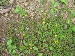 Common lawn weeds weeds in lawn garden weeds purple flowering tree flowering trees the lawn expert at diy network show you easy tricks and techniques for dealing with lawn weeds. Weeds The Trees Flowers Of Whangarei