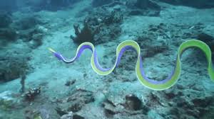 Pin By Viviane Menezes On Outdoors Cats Deep Sea Creatures Mysterious Sea Creatures Weird Sea Creatures