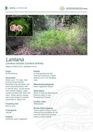 Image result for Lantana tiliifolia