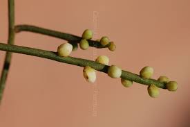 Image result for Cassytha pondoensis