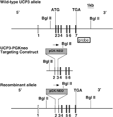 The region near the stop codon of the marmoset prdm1 gene (known as blimp1, ncbi accession: Energy Metabolism In Uncoupling Protein 3 Gene Knockout Mice Journal Of Biological Chemistry