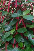 Image result for Acalypha sonderiana