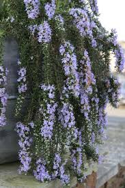 Quality groundcover plants, free delivery, wholesale, full flats only. Dermot O Neill On Twitter Backyard Flowers Beds Plants Rosemary Flower