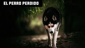 un perro perdido bilaketarekin bat datozen irudiak