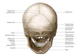 Skull bones aren't fused together at birth. Cranial Osteopathy Amboss