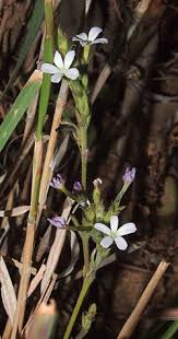Image result for Buchnera speciosa