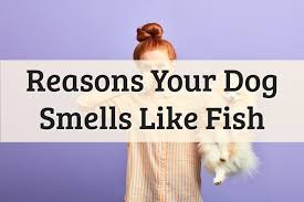 Why Does My Dog Smell Like Fish In 2020 Dog Smells Dogs Your Dog