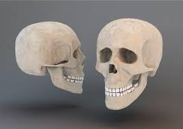 Human Skull 3d Model Human Skull Skull 3d Model