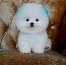 teddy bear bebek kopek ayi tilki