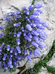 Foto Narava Com Informacija Alpine Flowers Nothing But Flowers Rock Flowers