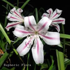 Image result for Plicosepalus sagittifolius