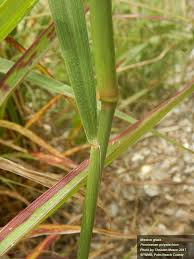 Image result for Cenchrus polystachios