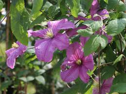Clematis comtesse de bouchard pruning group. Clematis Comtesse De Bouchaud Clematis Comtesse De Bouchaud Baumschule Horstmann