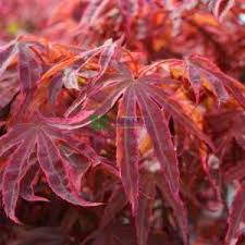 Check spelling or type a new query. Japanese Maple Shirazz Half Tige Acer Palmatum Shirazz Half Tige Aceracea Sms Marmara Group