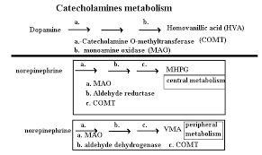 Neurotransmitter Systems