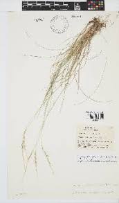 Image result for Urochloa platynota