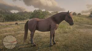 The new mustangs may be some of the best horses available for new to mid level players. Red Dead Redemption 2 Alle Pferderassen Und Pferdeklassen