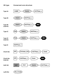 In over 130 years of business chew bittel has evolved into a leader in exterior renovations including roofing, siding, trim. Comparative Genomic Analysis Of Two Component Regulatory Proteins In Pseudomonas Syringae Bmc Genomics Full Text