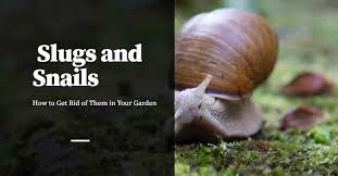The easiest way is to use a shovel with the sharp edge. How To Get Rid Of Slugs And Snails In Your Garden Pest Control Products