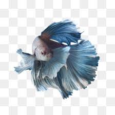 Free betta fish vector download in ai, svg, eps and cdr. Ikan Cupang Unduh Gratis Siamese Fighting Fish Koi Akuarium Ikan Mas Ikan Cupang Gambar Png