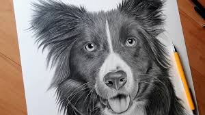 How to draw a realistic dog step by step using a pencil. Drawing Realistic Dog Timelapse Youtube