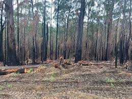 Anything not directly related to new south wales or sydney will be removed (federal politics, national stories, etc included). Forest Industries Welcome Establishment Of Department Of Regional Nsw And Calls For Bushfire Recovery To Be A Priority Afpa