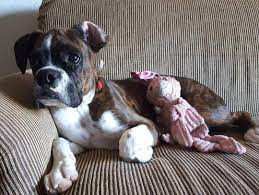 Just A Dog And His Bunny When I First Got Him The Bunny Was The Same Size As Lucky Boxerpuppy Boxer Instaboxer Instap Boxer Dogs Boxer Puppies Cute Dogs