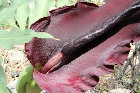 There are other plants that, if you put your nose close to them, smell worse, he says. 9 Of The Worst Smelling Flowers In The World