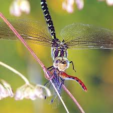 10 Neat Things About Dragonflies Canada S Local Gardener Magazine