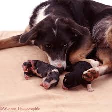We think he looks like a border collie. Dogs Mother Border Collie With Newborn Pups Photo Wp05175