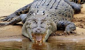 Image result for crocodile