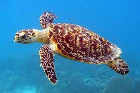 Protecting the hawksbill sea turtle. Hawksbill Turtle Noaa Fisheries