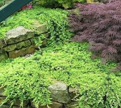 Juniperus Horizontalis Golden Carpet Conifers Juniper Maplestone Ornamentals Landscaping Retaining Walls Ground Cover Plants Japanese Garden