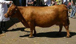 Guide To Miniature Cattle Breeds For Small Modern Homesteading Farm