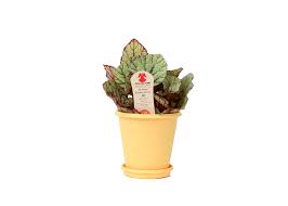 This cactus looks like a turtle! Costa Farms Live Indoor 10in Tall Multicolor Exotic Angel Colorama Plant Indirect Sunlight In 4 4in Grower Pot Walmart Com Walmart Com