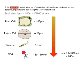 We did not find results for: Topic 2 Size And Emergent Properties