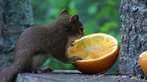 Why do squirrels bury their food? Red Squirrel Eating Orange Youtube