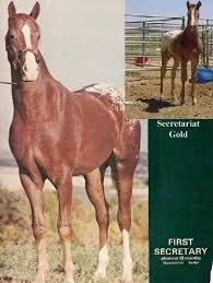 Pin On Horses Racing