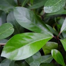 Image result for Corynocarpus