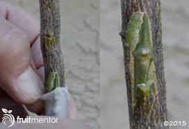 A grafted tree on the other grafting is also a way to produce stronger trees or bring in particular attributes such as dwarfing. Bud Grafting Citrus Trees Grafting Citrus Trees Grafting Plants