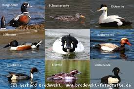 Enten Steckbrief Grosse Gewicht Alter Nahrung Feinde Brutzeiten