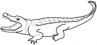 Add teeth and back ridges. How To Draw An Alligator Easy Step By Step For Beginners Video Tutorial Rock Draw
