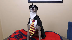 Pin On Awe So Adorable