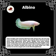 Check spelling or type a new query. Legowo Betta Photos Facebook