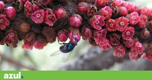 Image result for Pilostyles aethiopica