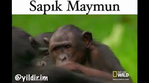Sapik Maymun Karadeniz Dublaj Youtube